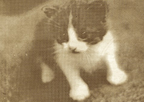 FROM THE ARCHIVES: Vol. XXIX, No. 6 (May 1999) – “Tiny tiny kitties invade Prep”