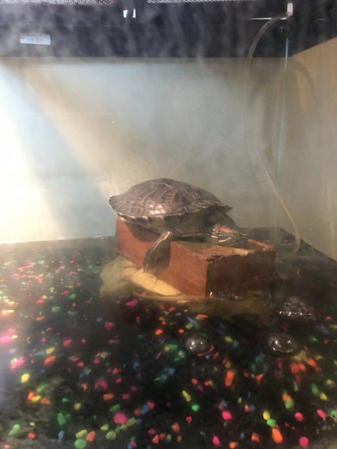 Squishy the turtle, just chilling on a brick in the Scalia household.