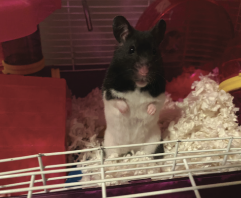 Pet Profile: Miss Hammy