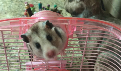 PET PROFILE: Blizzard the Hamster